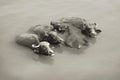 Cows in the Ganges - Varanasi, India