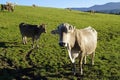 cows garzing and basking in the sun in Steingaden in Bavarian Alps, Allgau, Bavaria, Germany Royalty Free Stock Photo