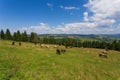 Cows on glade on mountain background Royalty Free Stock Photo