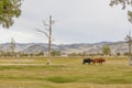 Cows go home themselves without a shepherd. Mongolia, Altai Royalty Free Stock Photo