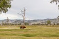Cows go home themselves without a shepherd. Mongolia, Altai Royalty Free Stock Photo