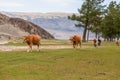 Cows go home themselves without a shepherd. Mongolia, Altai Royalty Free Stock Photo