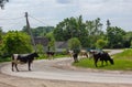 Cows go from the pasture on a summer day Royalty Free Stock Photo