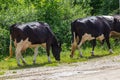 Cows go from the pasture on a summer day Royalty Free Stock Photo