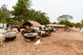 Gambia, Africa animal market, farm