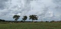 Cows and goats and trees man eating green grass and very beautiful clouds!