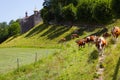 Cows going around Gruyere Castle.