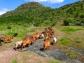 Cows going on hill Royalty Free Stock Photo