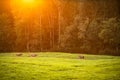 Cows going home from pasture