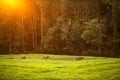 Cows going home from pasture