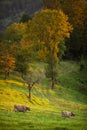 Cows going home from pasture