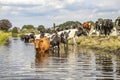 Cows going to swim, taking a bath in a creek, reflection in the water of a ditch, a group cooling down and drinking