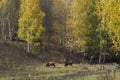 Cows in gold forest
