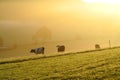 Cattle countryside in morning mist by sunrise Royalty Free Stock Photo