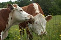 Cows gossiping Royalty Free Stock Photo