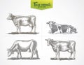 Cows in graphic style