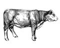 Cows graphics illustration farm animals Hereford calf