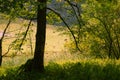 Cows grass on an alpine meadow near Koenigssee Lake in Southern Germany