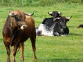 Cows