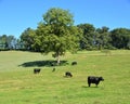 Cows on a grass hill Royalty Free Stock Photo