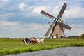5 cows in a grass pasture in front of a historical Akkersloot windmill in the South-Holland village of Oud Ade