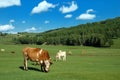 Cows on grassland