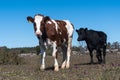 Cows in a grassland in spring season