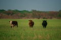 Cows in a grassy field on a bright and sunny day. Brown cow on green grass background. Royalty Free Stock Photo