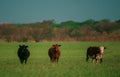 Cows in a grassy field on a bright and sunny day. Brown cow on green grass background. Royalty Free Stock Photo