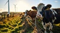 Cows in a grassy field Royalty Free Stock Photo