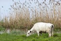 Cows graze Royalty Free Stock Photo