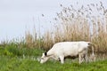 Cows graze Royalty Free Stock Photo