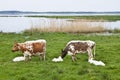 Cows graze Royalty Free Stock Photo