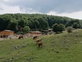 Cows graze against the backdrop of a bucolic landscape in Lazio, Italy Royalty Free Stock Photo