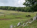 Cows graze against the backdrop of a bucolic landscape in Lazio, Italy Royalty Free Stock Photo
