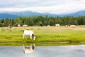 Cows graze in an alpine meadow near a beautiful lake. Eat fresh green grass. Mountains, morning fog Royalty Free Stock Photo