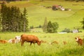 Cows graze in the Alpine meadows of the black forest. Royalty Free Stock Photo