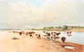 Cows graze at the beach of the river in Herd of cows by Ellert in a vintage book gallery of Russian Painters, 1891, St. Petersburg