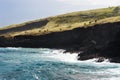 Cows Graze on Black Cliffs in Hawaii