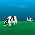 Cows graze