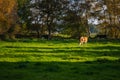 Cows graze calmly on a small  pasture in the evening sunlight Royalty Free Stock Photo