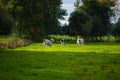 Cows graze calmly on a small  pasture in the evening sunlight Royalty Free Stock Photo