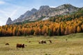 Cows graze in the empty meadow leading up to a fall colored forest in Dolomites. Royalty Free Stock Photo