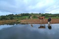 Cows on the farmland around river Axe
