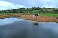 Cows on the farmland around river Axe