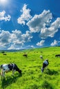 Cows graze in the field