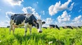 Cows graze in the field