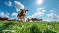 Cows graze in the field