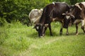 Cows graze in the field