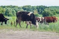 Cows graze in a field on green grass Royalty Free Stock Photo